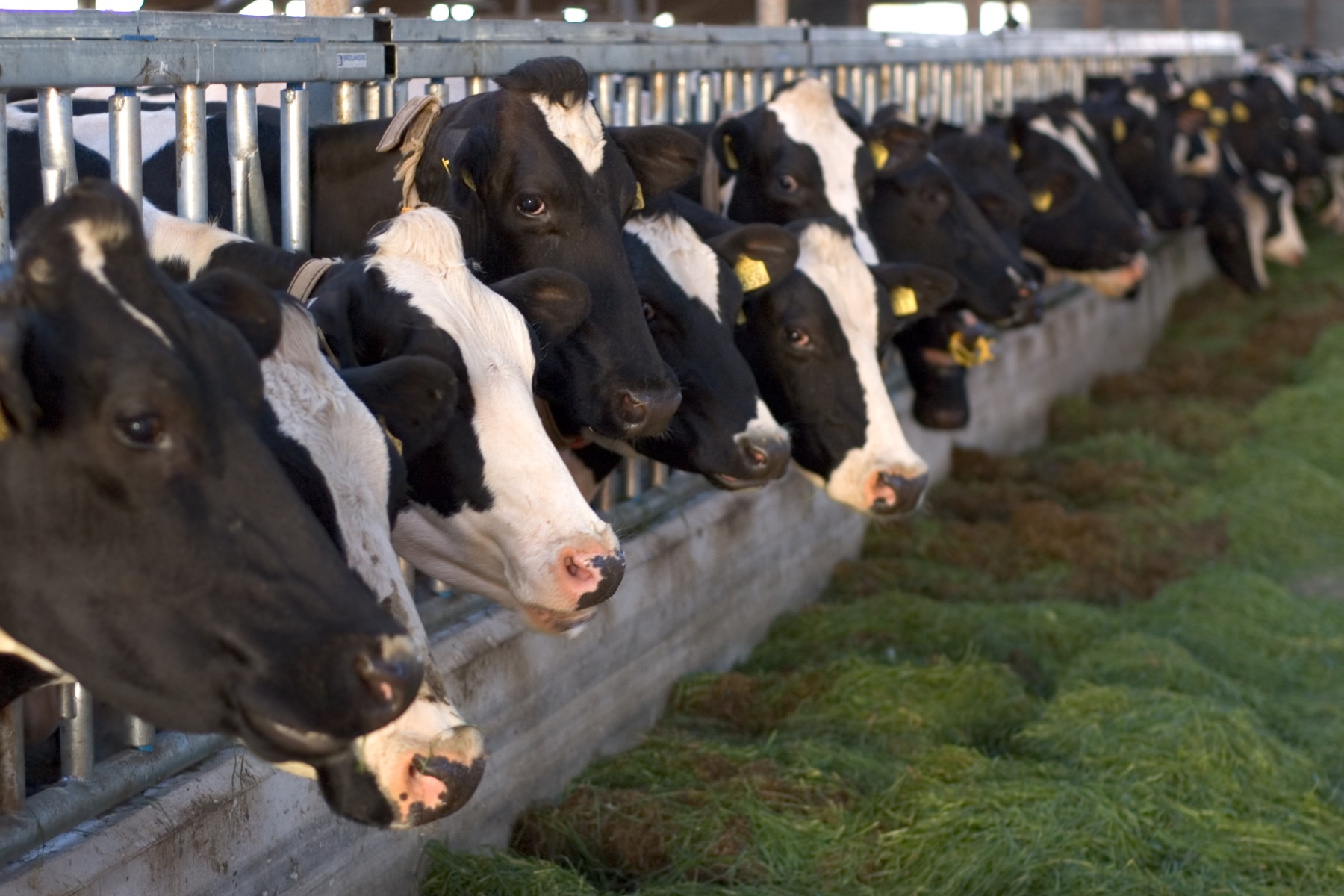 Fors verkleinen van CO2-voetafdruk kost melkveebedrijf ruim 60 euro per ton