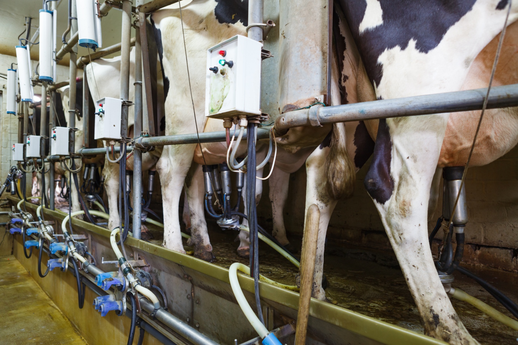 Geïnvesteerd vermogen in vee kan voedseltransitie vertragen