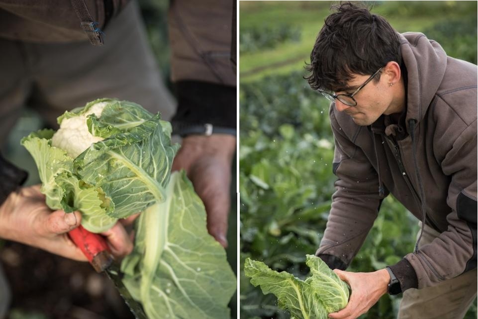 Vijf jonge boeren zoeken grond voor biologische zelfoogstboerderij in Knokke-Heist