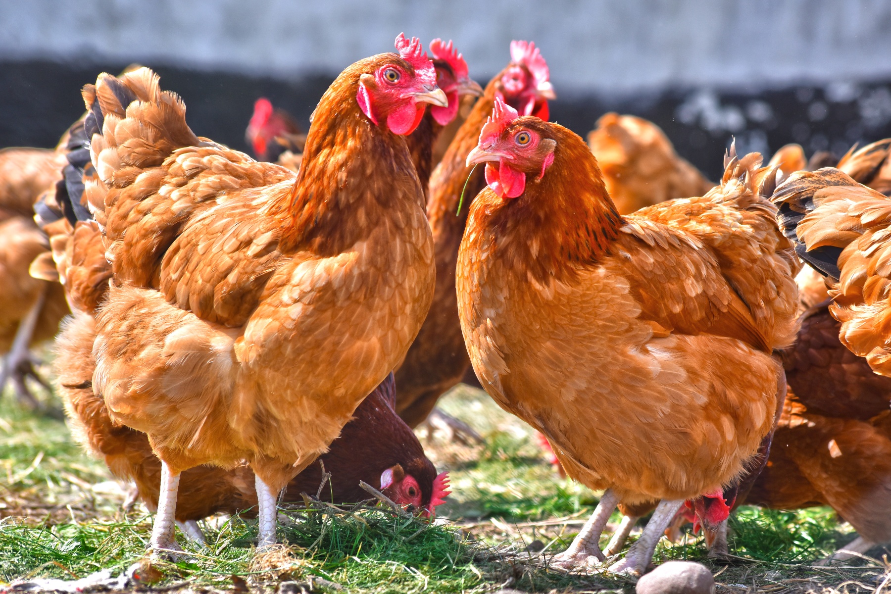 Nieuwe uitbraken vogelgriep, ook bij melkvee en wilde vogels
