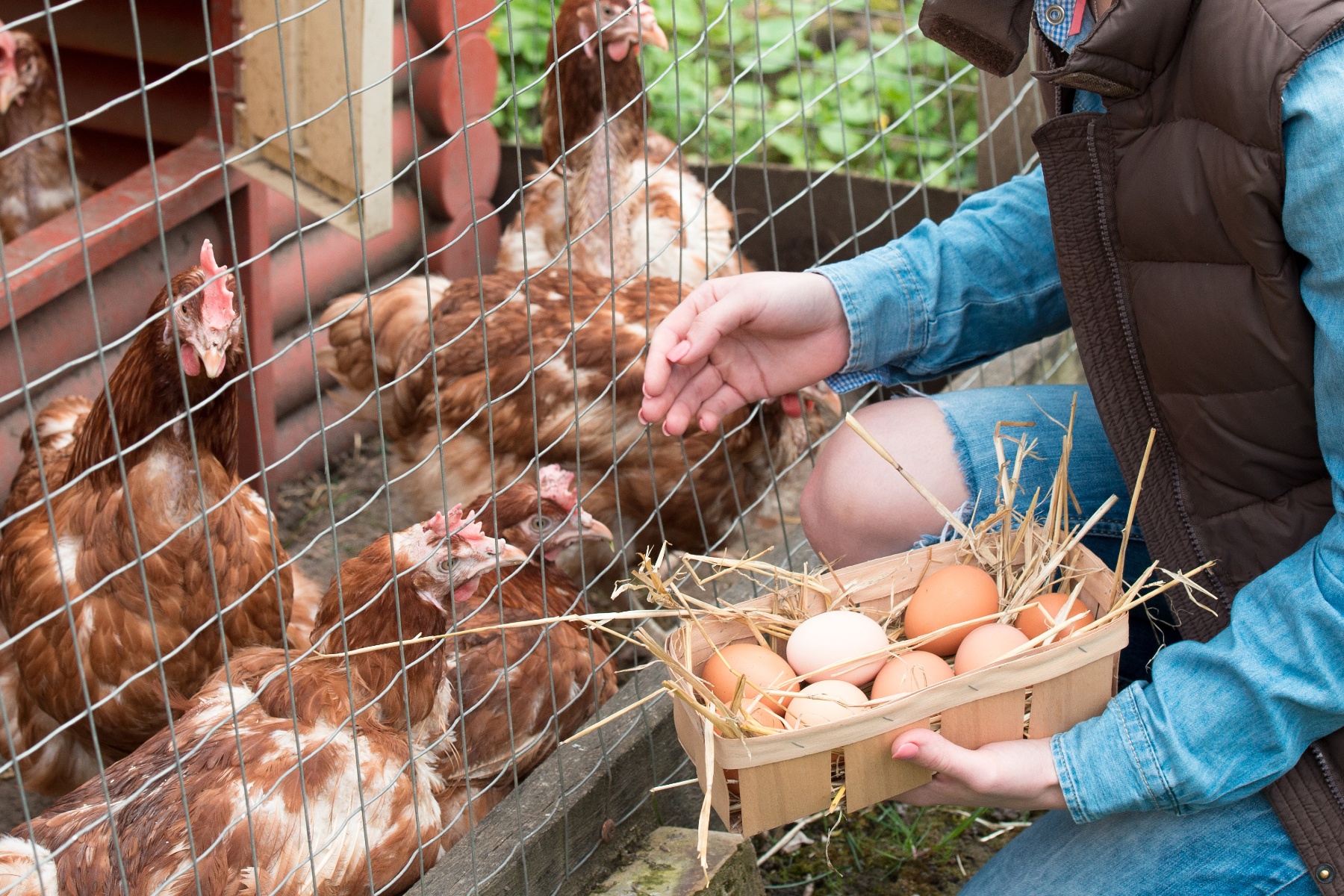 Bio-eieren niet automatisch lager in cholesterol, omega-3-gehalte kan wel hoger liggen