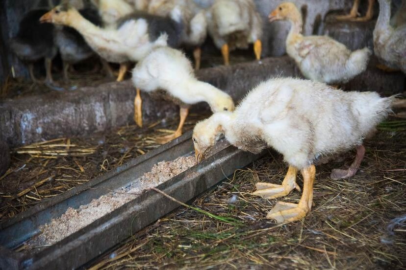 NVWA legt boetes op voor ruw vangen van eenden