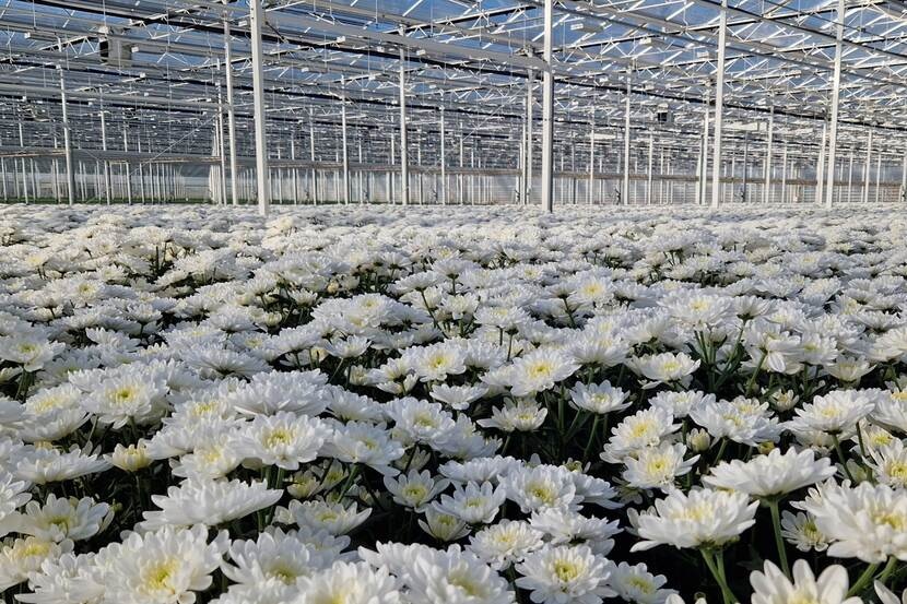 Naleving regels gewasbeschermingsmiddelen in snijbloementeelt verder gedaald