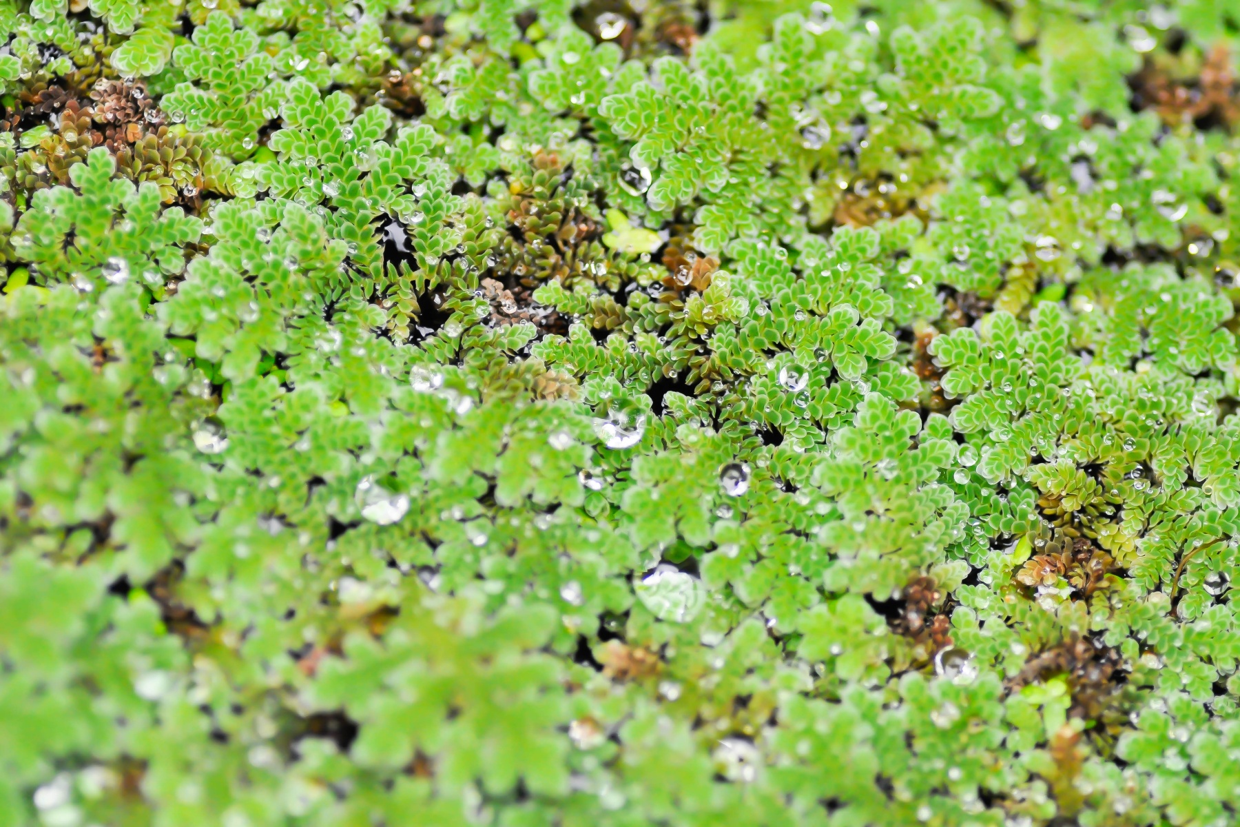 Waterplantenkweker pleit voor inzet zuurstofplanten bij dreigende watercrisis