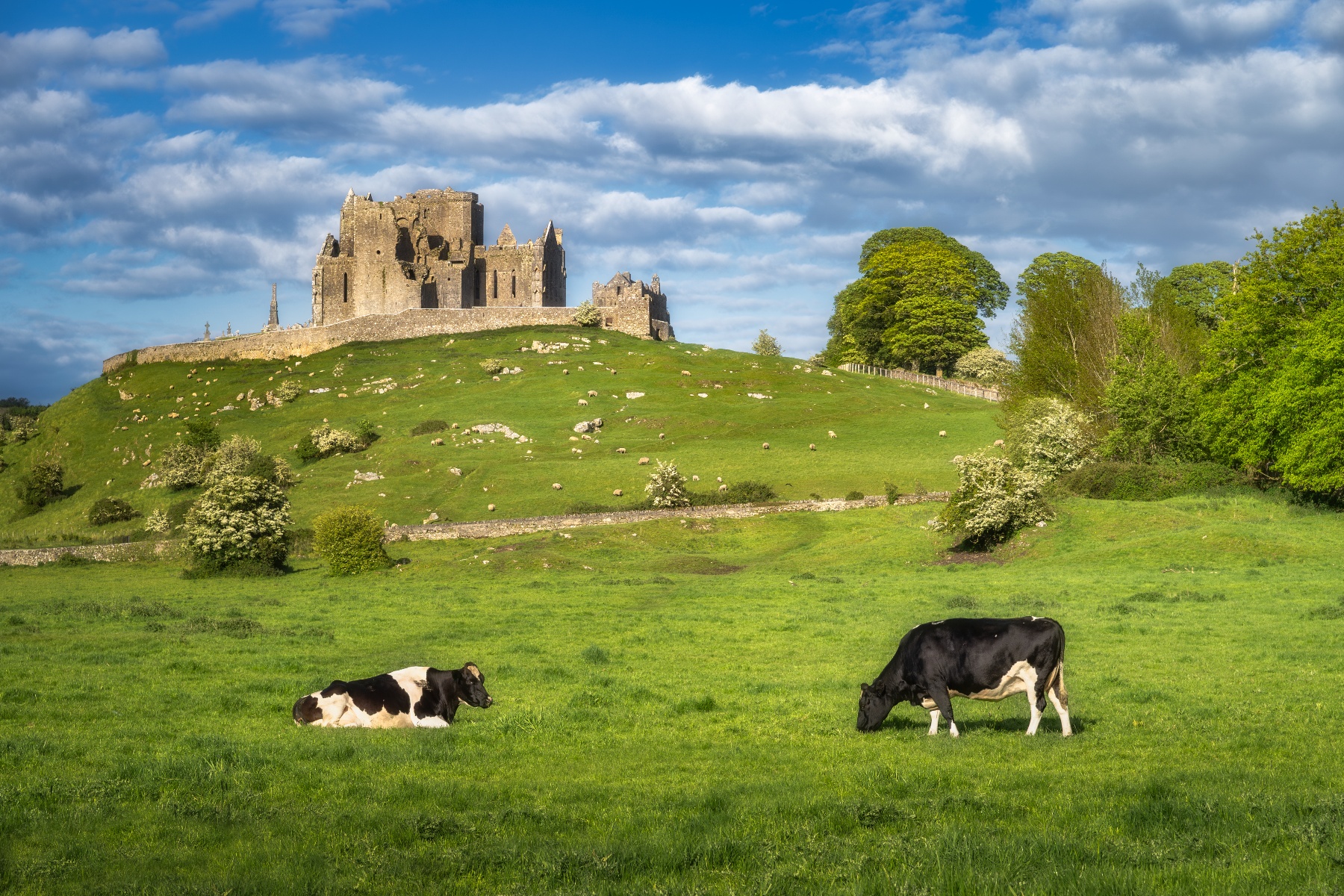 Ierland ziet biologisch landbouwareaal in vijf jaar tijd verdrievoudigen