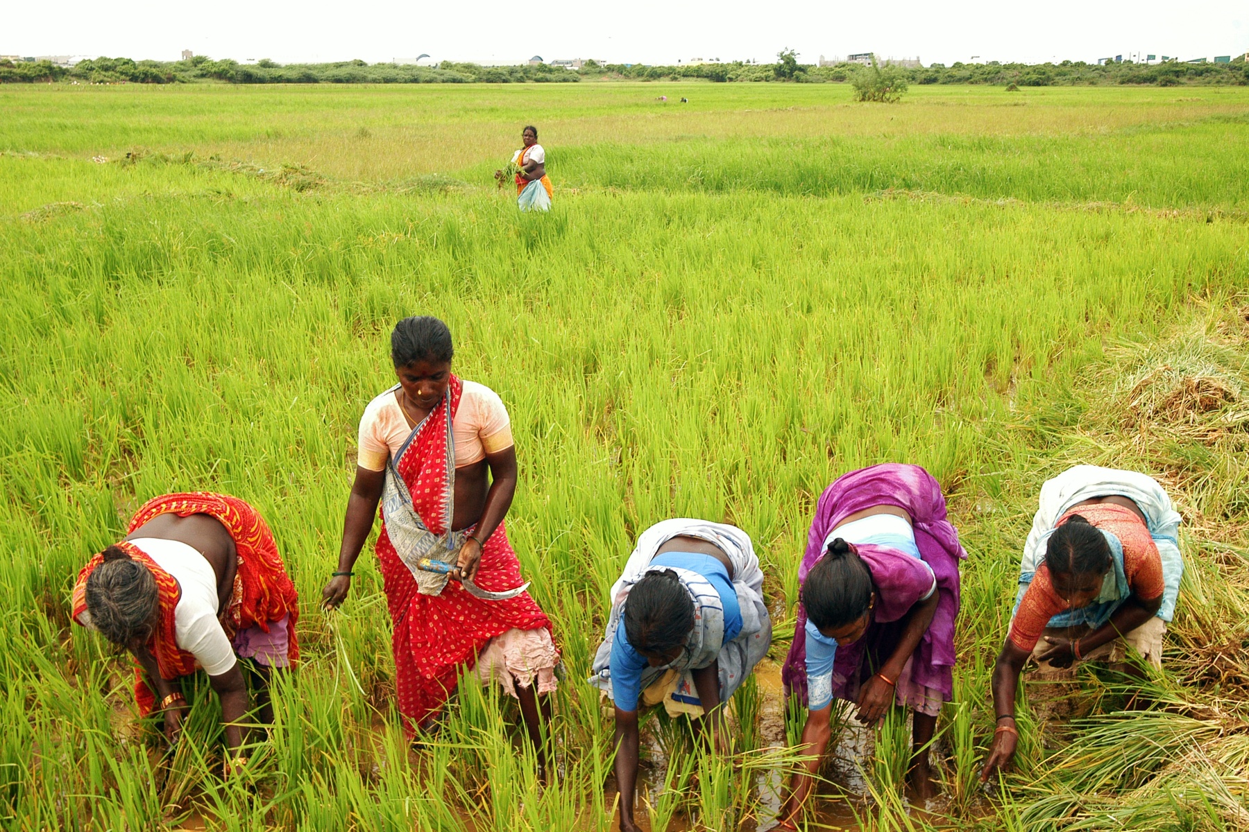 India wil uitgroeien tot wereldleider in biologische landbouw