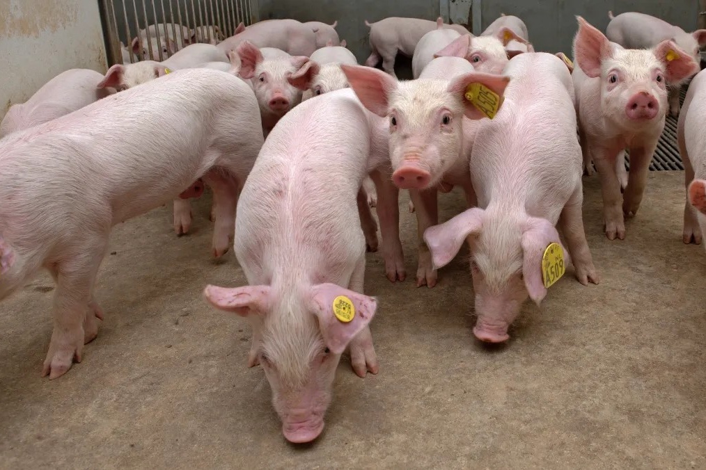 Postbioticum uit paddenstoel onderdrukt speendiarree bij biggen