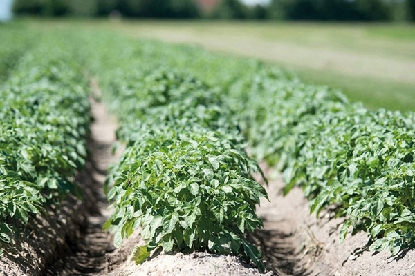 Hoe regeneratief en biologisch elkaar kunnen versterken