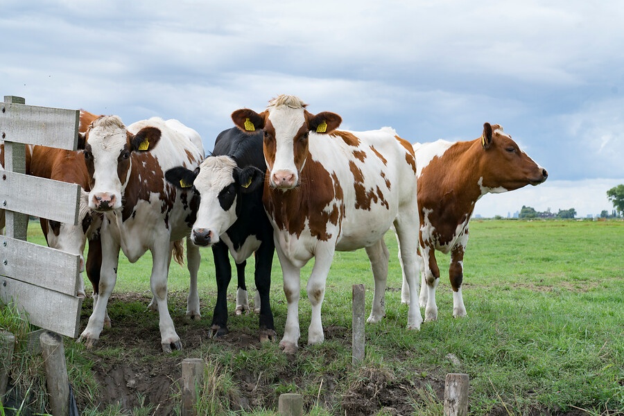 Noord-Holland monitort samen met boeren stikstofuitstoot