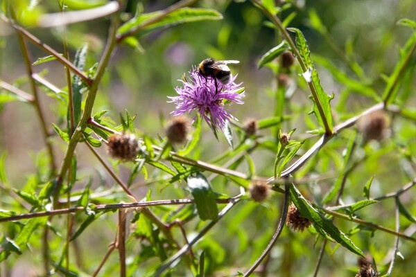 Aandeel biologische tuinplantenkwekerijen verdubbelde in 10 jaar