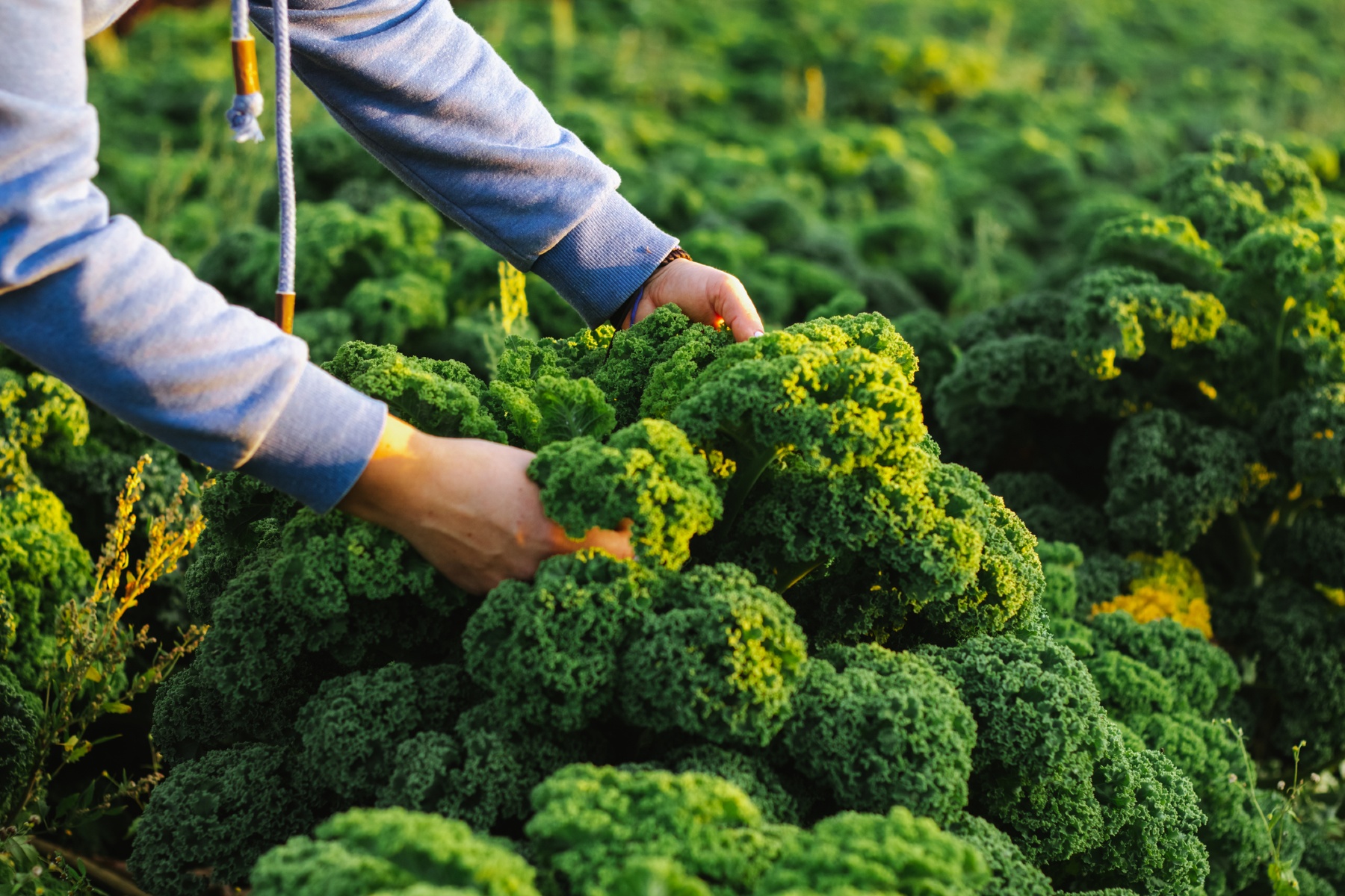 Biologisch-dynamische teler verkoopt akker na vondst van residu op boerenkool