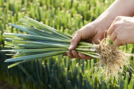 Limburgse kweker: "Preiplanten op biologische wijze telen is echt topsport"