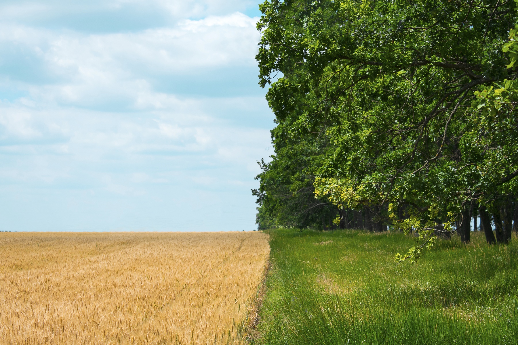 ReGeNL-programma begeleidt duizend boeren naar regeneratieve landbouw