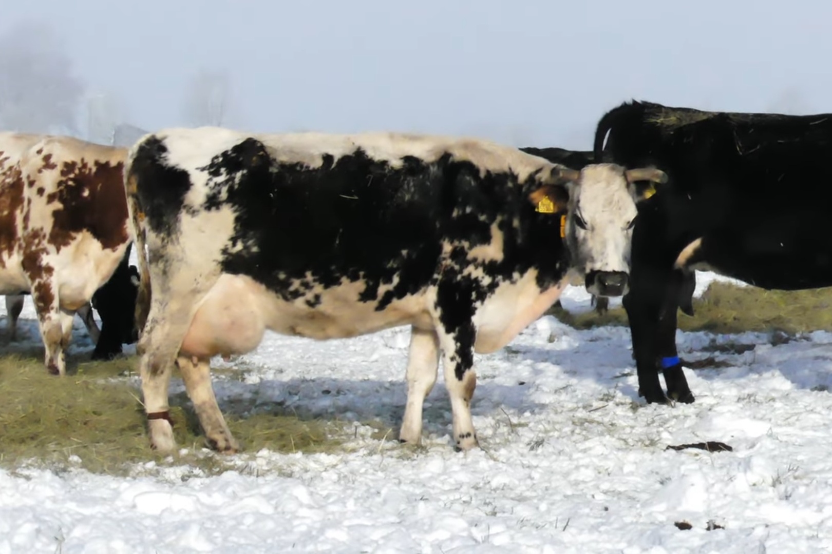 Jaarrond beweiden sluit naadloos aan bij biologische bedrijfsvoering in Dalfsen