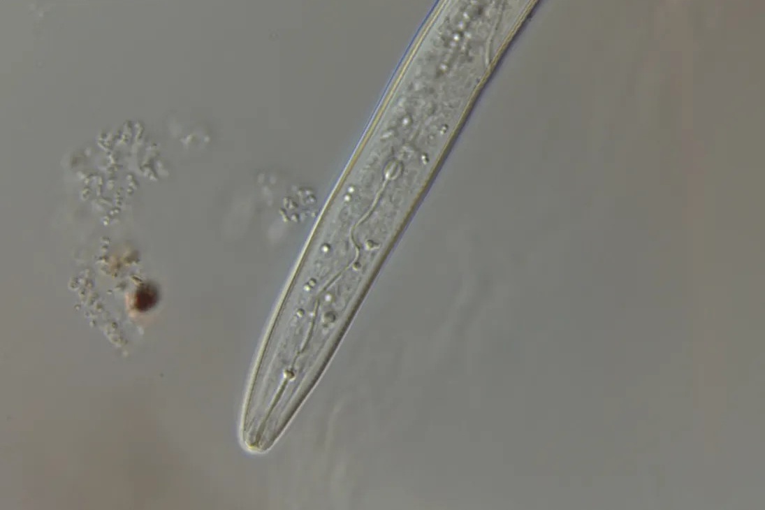 Doorbraak in identificatie van schadelijke aaltjes met AI