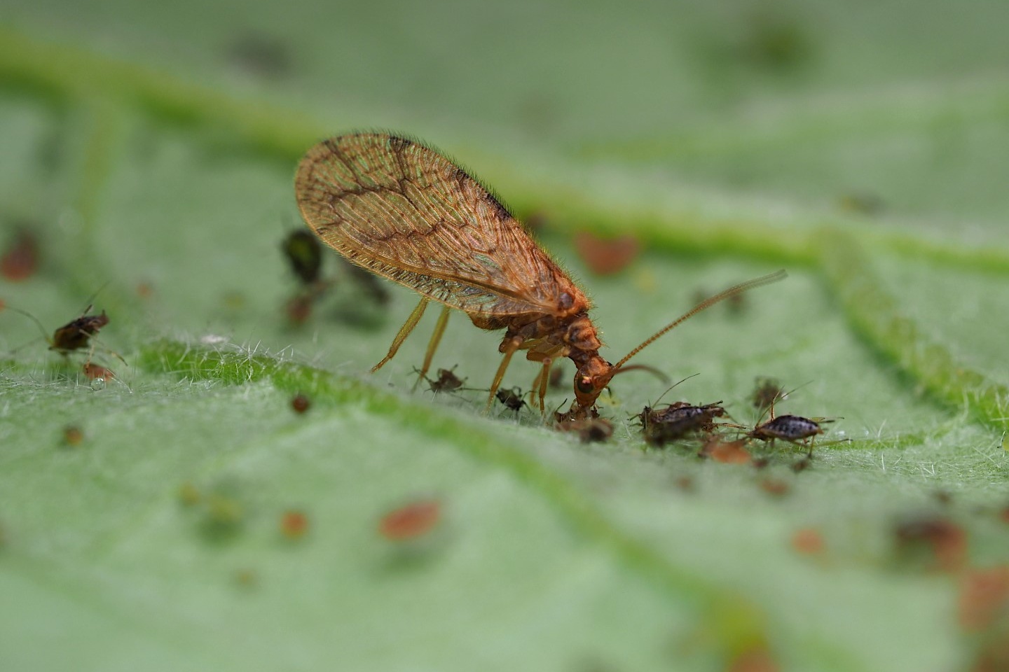 Vroege bestrijding van grote frambozenbladluis met bruine gaasvlieg al mogelijk bij 12°C