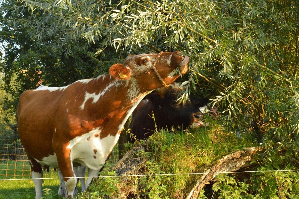 Voederhaag biedt waardevolle aanvulling op rantsoen melkvee