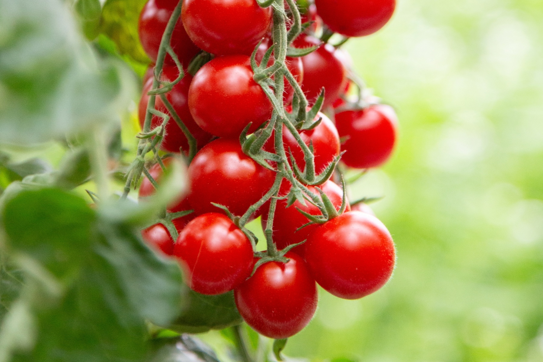 Nieuwe Phytophthora-resistente cherrytomaat de markt op