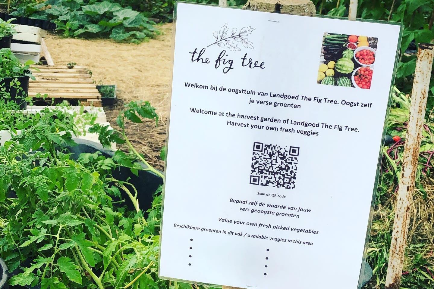 Biologische zadenmarkt in Rijsenhout keert terug op 7 maart