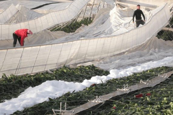 Extreem weer in Zuid-Europa zorgt voor krapte in biologische paprika’s en tomaten