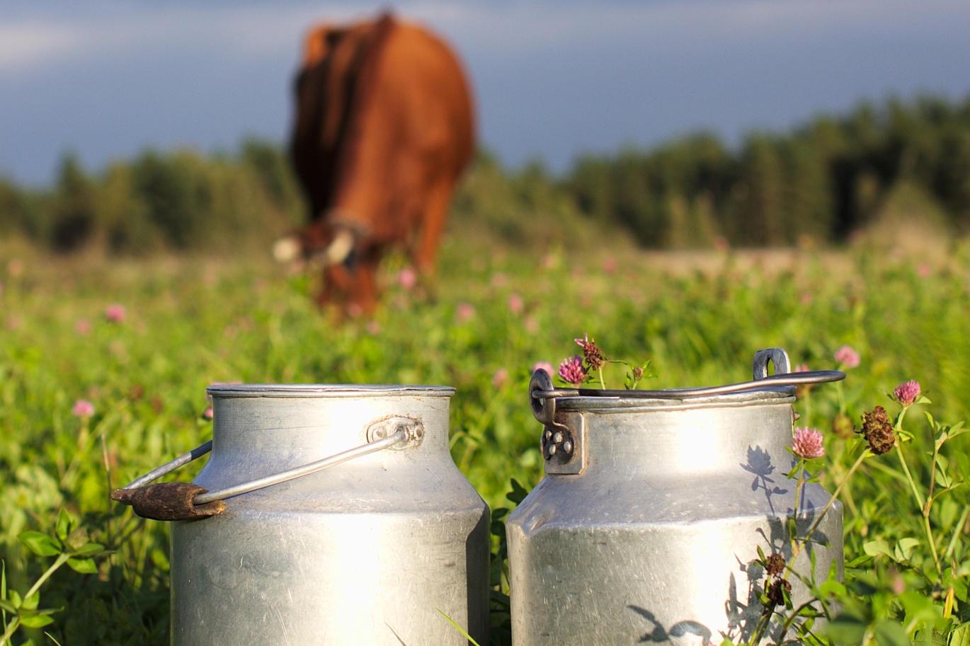 Lagere roomprijs drukt melkprijs Eko Holland in maart