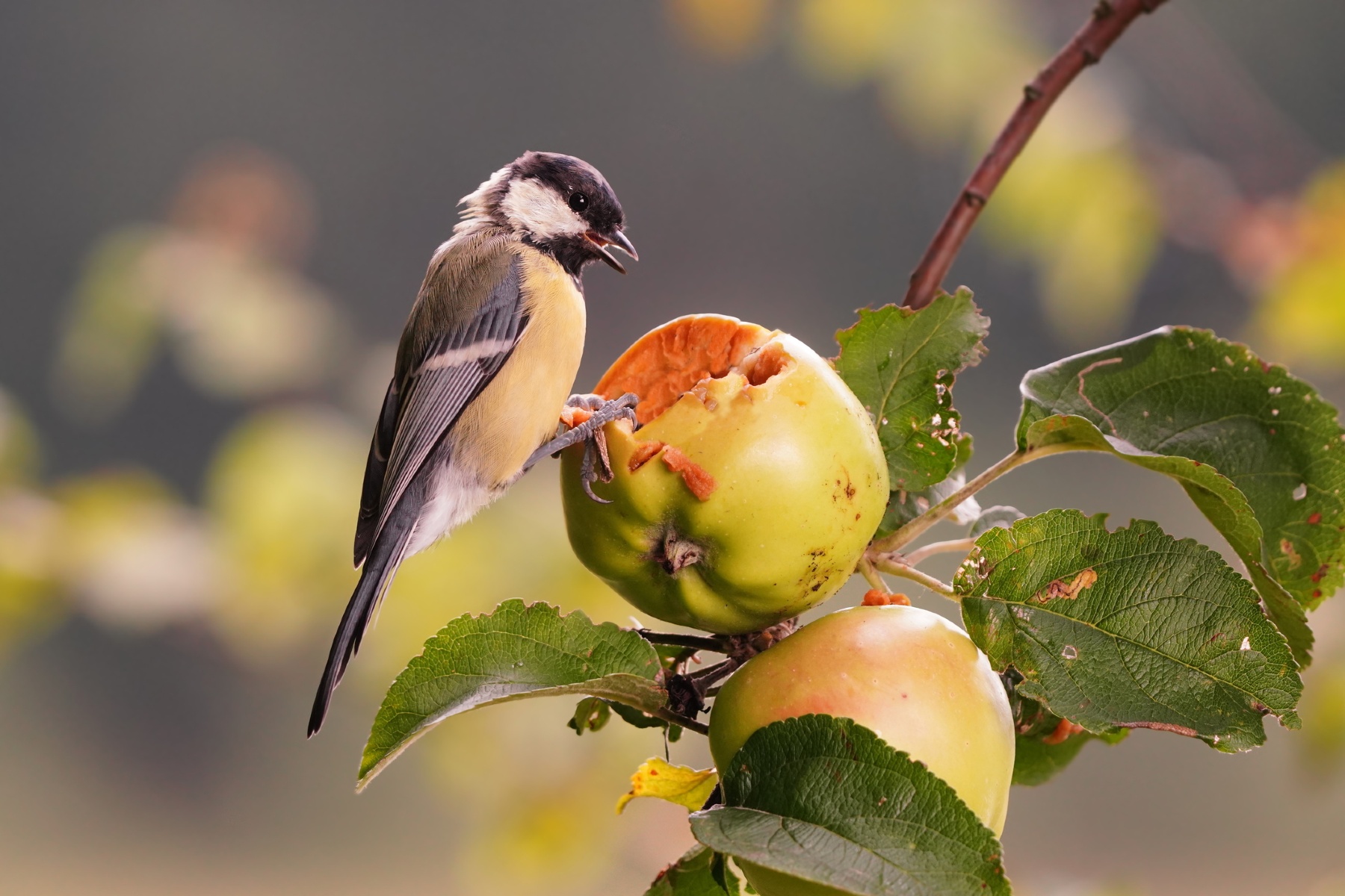 Onderzoekers zetten slimme techniek in tegen vogelschade in fruitgaarden