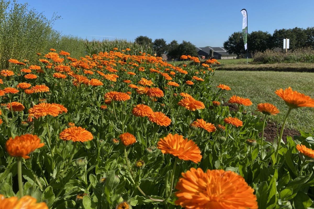 Vlaamse ecoteelten: nieuwe regels en uitbreidingen in 2026