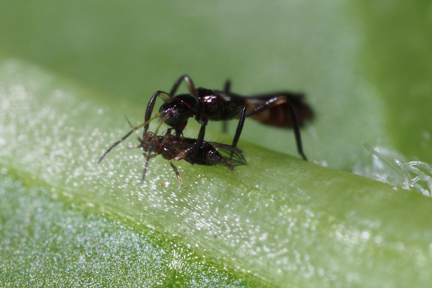 Biobest ontwikkelt geïntegreerde strategie tegen toenemende tripsdruk