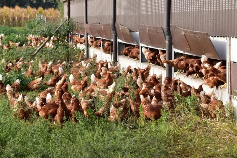 Webinar over kansen voor bio-legpluimvee in Vlaanderen