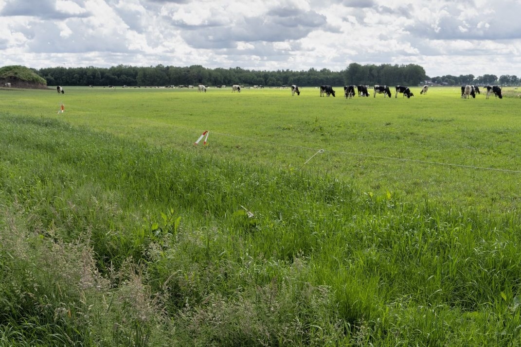 Provincie Noord-Brabant biedt steun bij extensiveren, onder meer met webinar