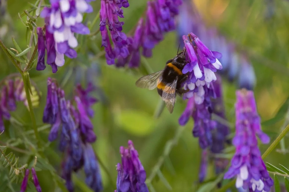 Nieuwe tool helpt bij het ontwikkelen van rijk bijenlandschap