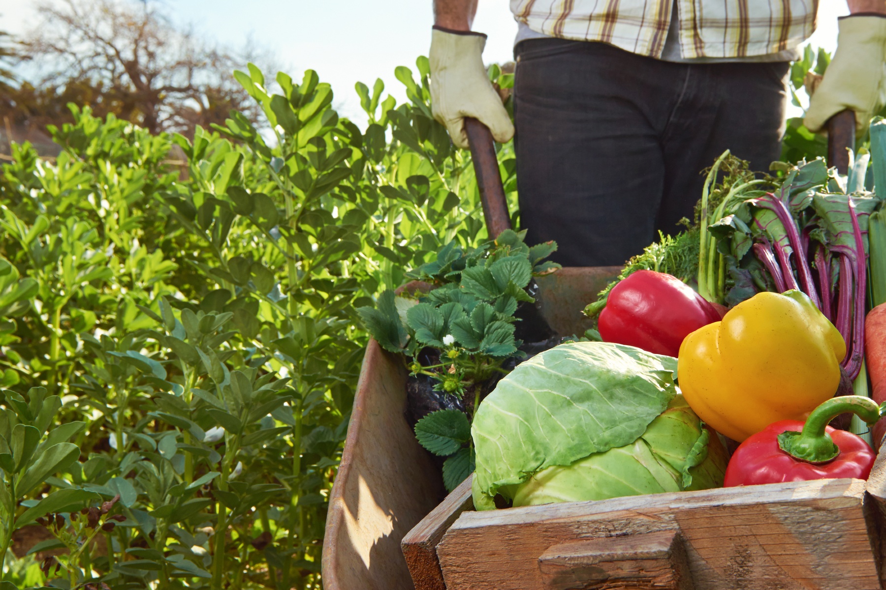 Bioboeren gezocht voor landbouwprojecten bij Antwerpen