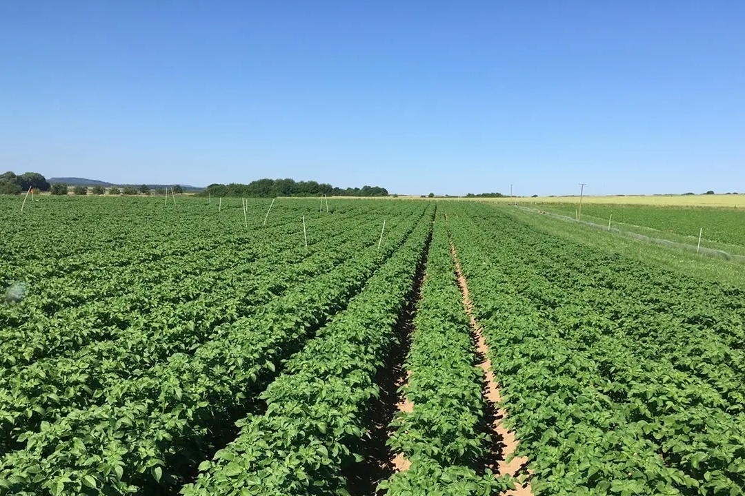 Nieuwe inzichten voor veevrije biologische boerderijen