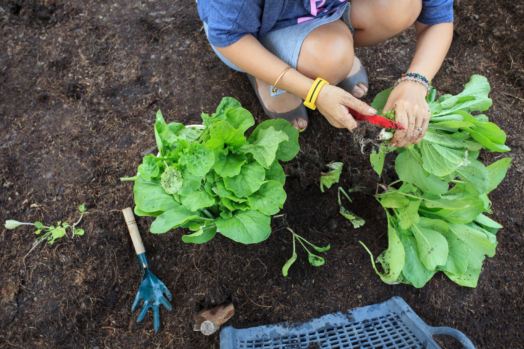 "In tuinderij Bloemendaalse Weelde groeit niet alleen groente, maar ook verbinding"