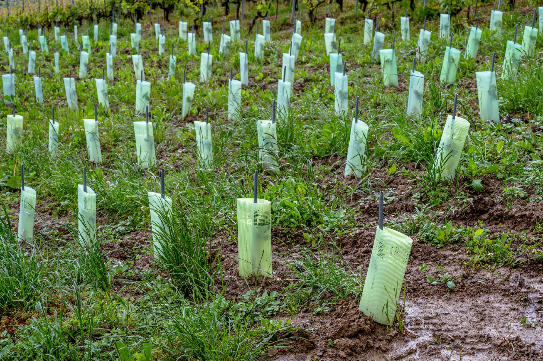 Positieve effecten op biodiversiteit, ook al bij jonge agroforestry
