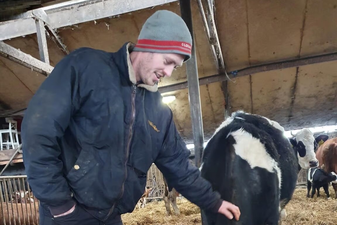 Biologisch-dynamisch melkveehouderij: kalf bij de koe in de praktijk