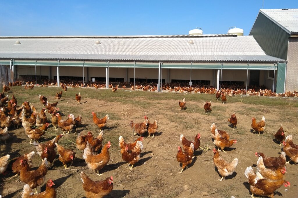 Van gangbaar melkvee naar bio-eieren: Belgisch familiebedrijf zet in op bio-leghennen