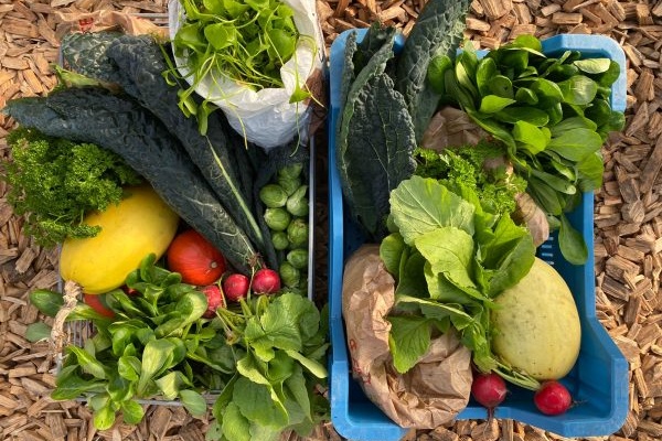 Biologische Tuinderij Land in Zicht maakt zich klaar voor oogstseizoen