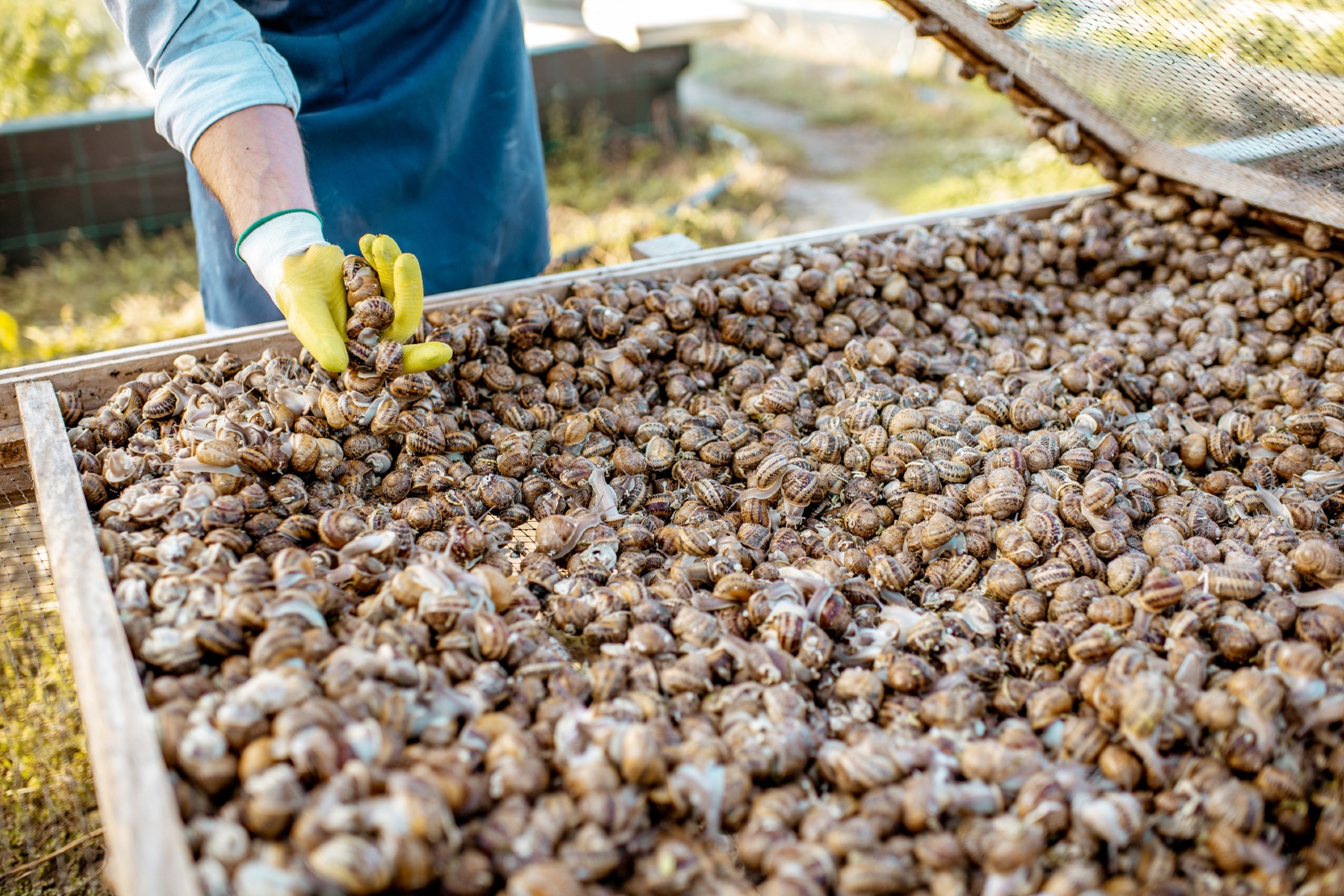 Bio-escargotskwekerij in Vilvoorde richt zich ook op slakkenslijm voor cosmeticasector