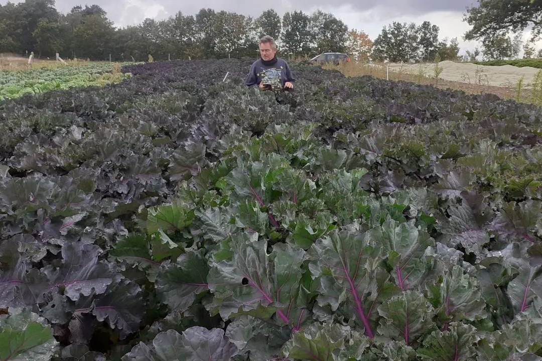 Bioland test nieuwe groente: Flower Sprouts, een kruising tussen spruiten en boerenkool