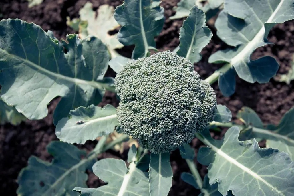 Bioland onderzoekt geschikte broccolivariëteiten voor handel en directe verkoop
