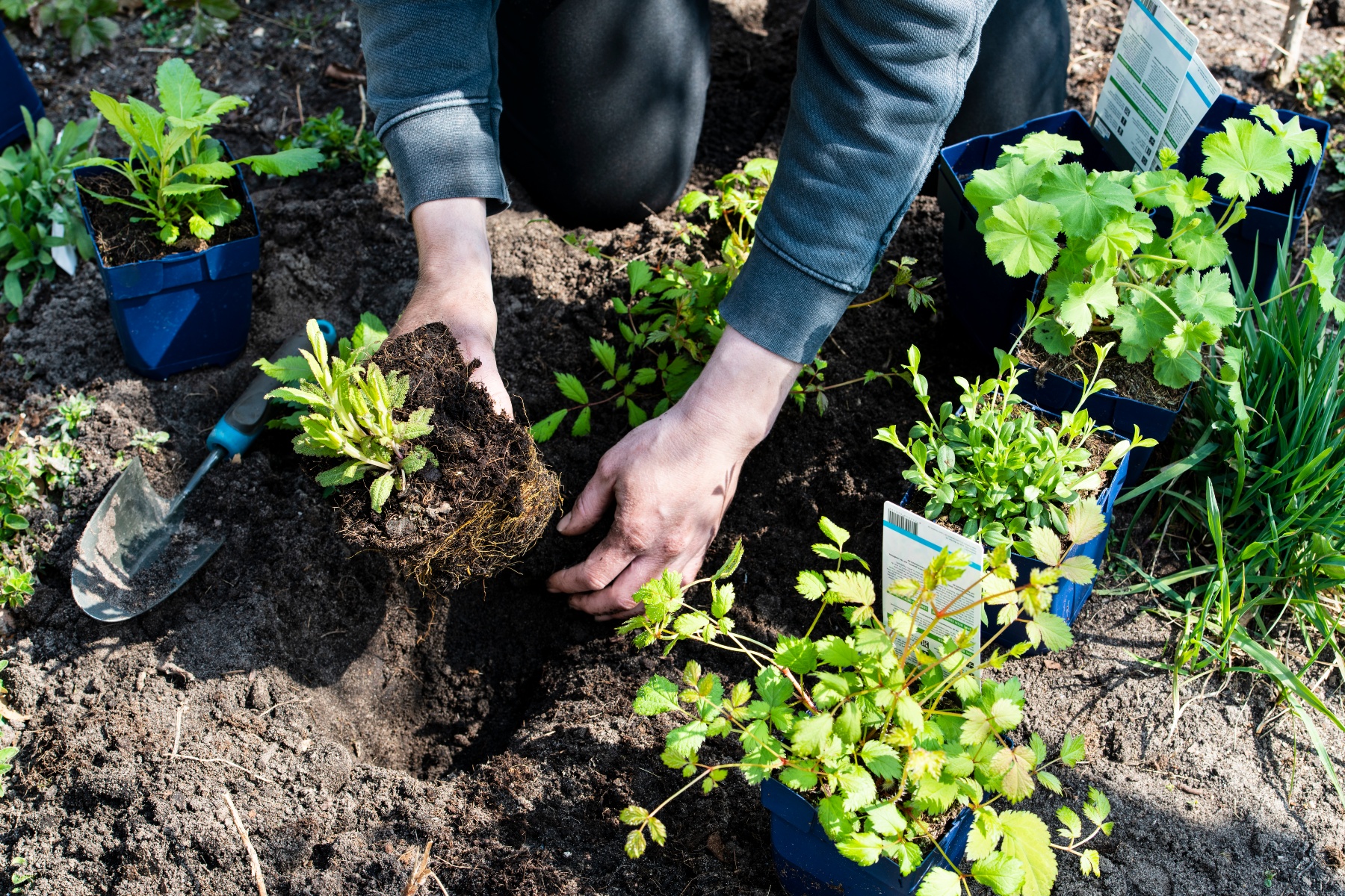 "Het 'nieuwe tuinieren' is noodzakelijk voor biodiversiteit en klimaat"