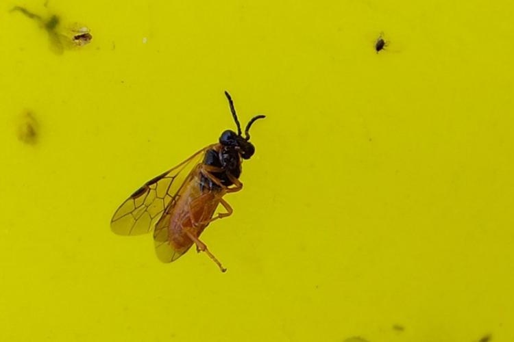 Seizoen bessenbladwesp is begonnen: "Tijd om lijmbanden en feromoonvallen op te hangen"