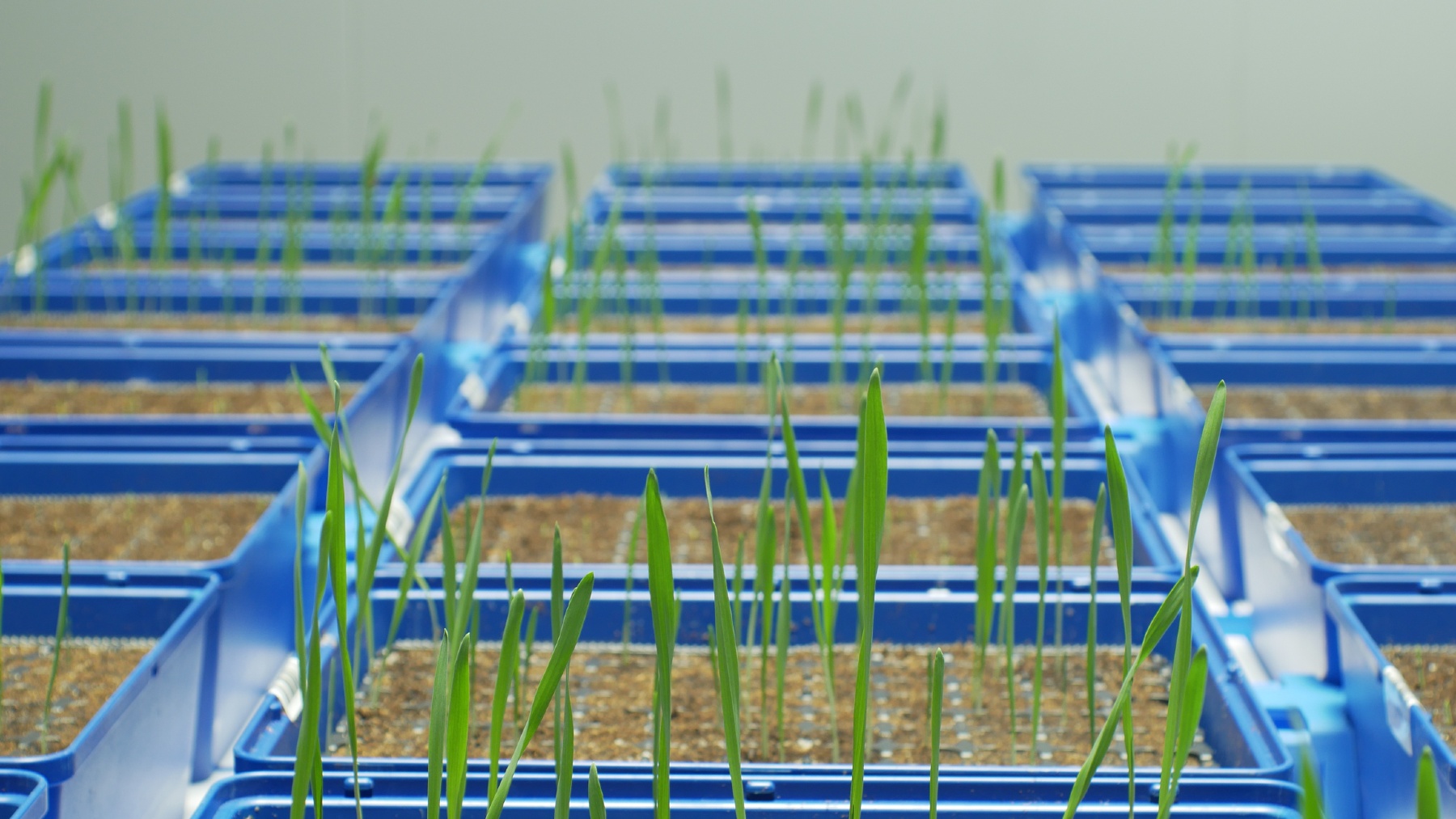 Biologische sector roept EU-ministers op: behoud lokale en conserveringsvariëteiten