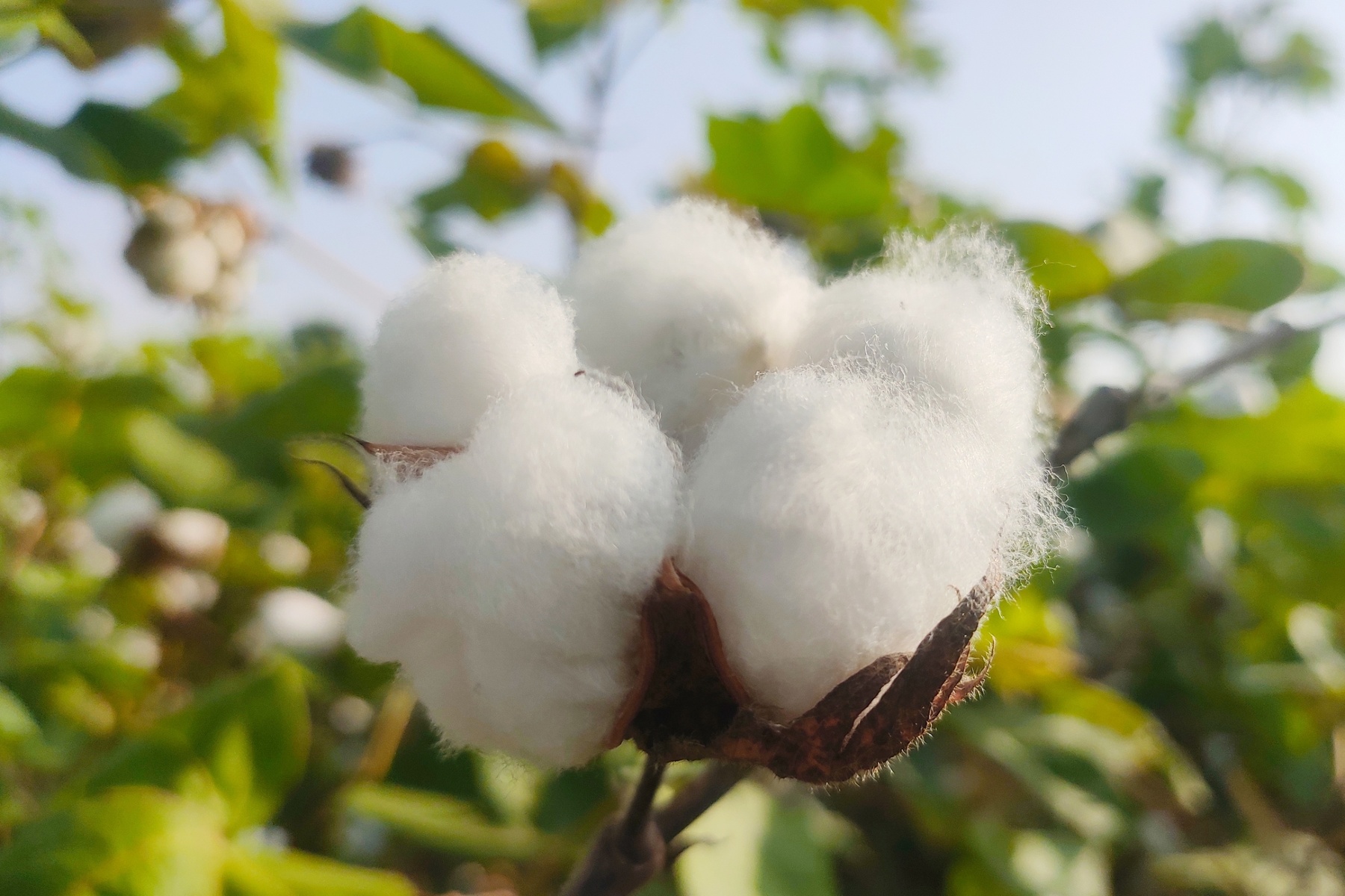 Langetermijnonderzoek toont voordelen van biologische katoenproductie in India