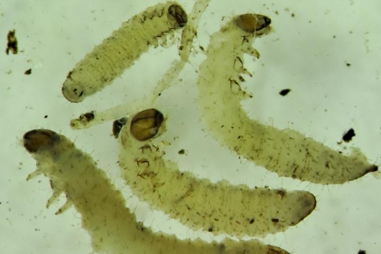 Aardvlooiendruk in koolgewassen neemt toe, larvenbestrijding biedt perspectief