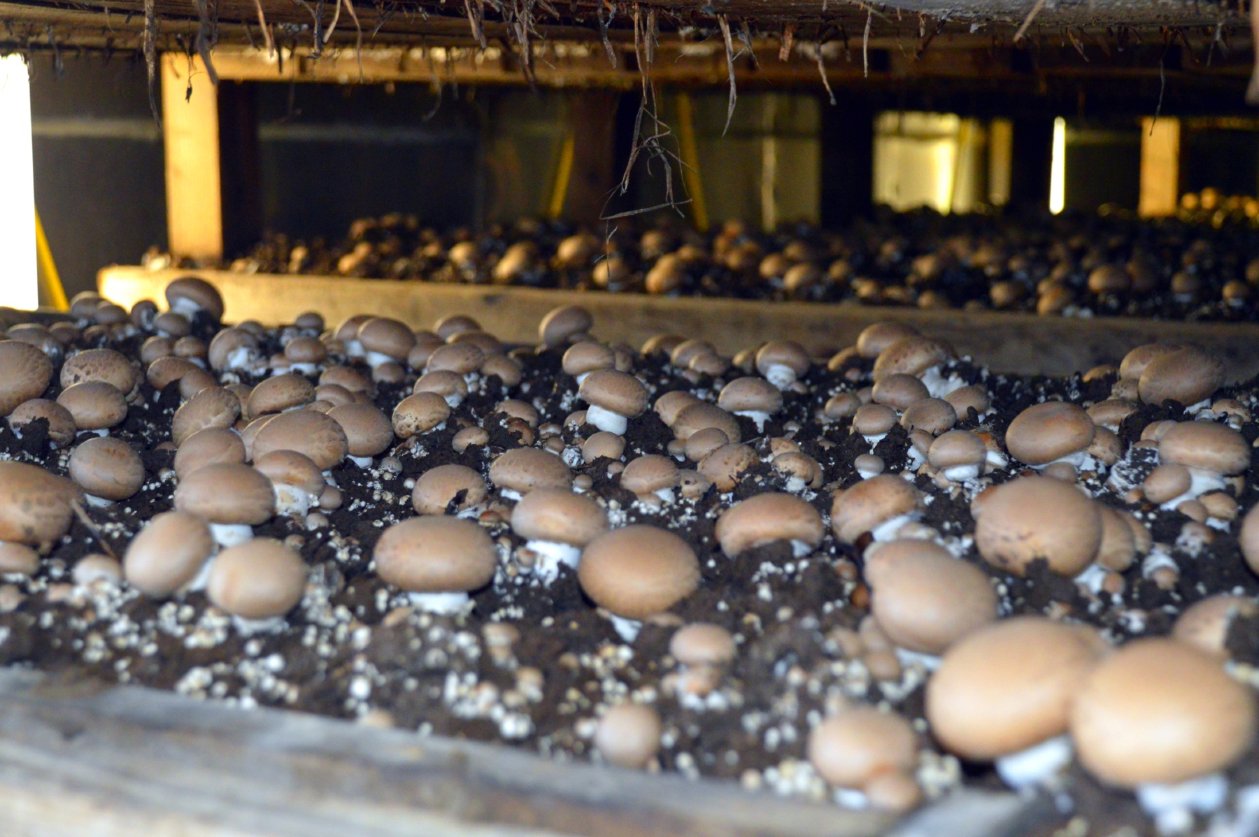 Bijna de helft van Duitse paddenstoelenproductie is biologisch