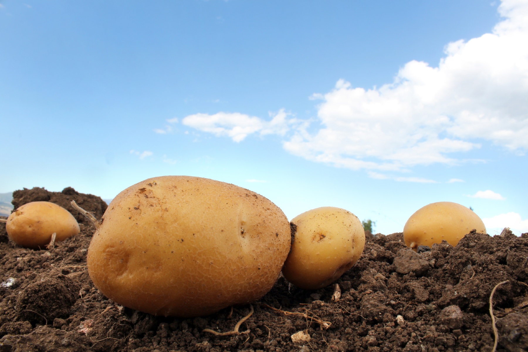 Mogelijk PFAS-verbod kan ook biologische aardappelteelt raken