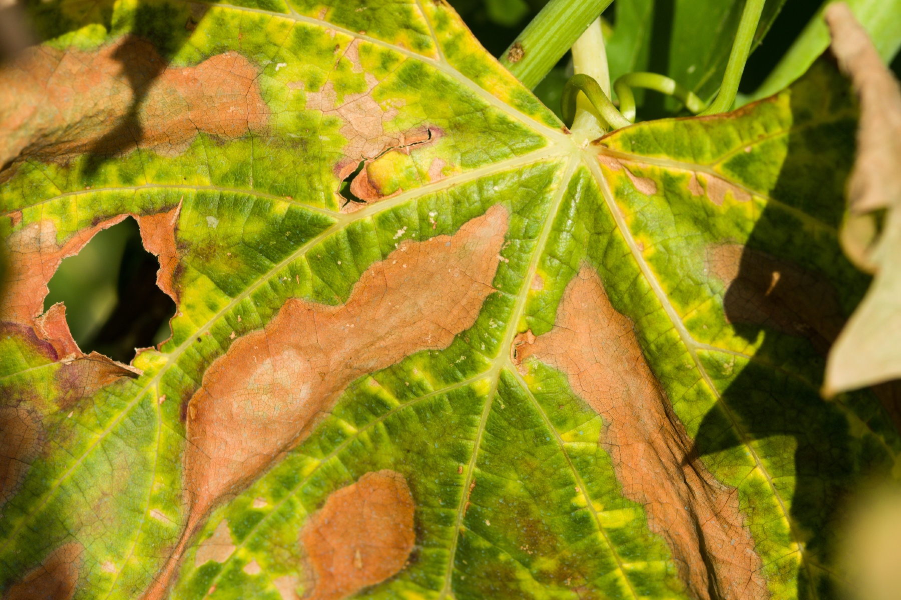 Xylella fastidiosa aangetroffen op drie Luxemburgse wijngaarden