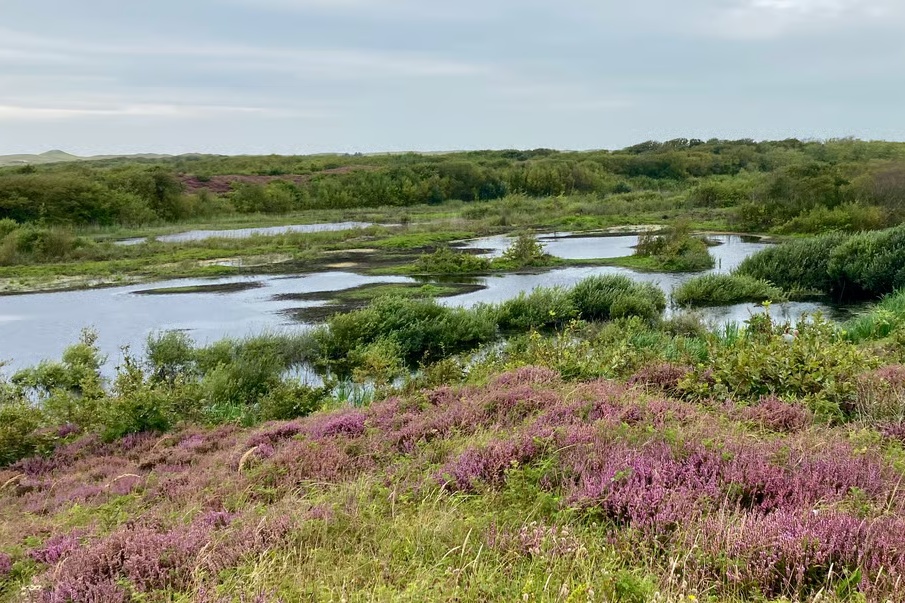 Natuurmonumenten wil maatregelen na metingen van gewasbeschermingsmiddelen in Zwanenwater